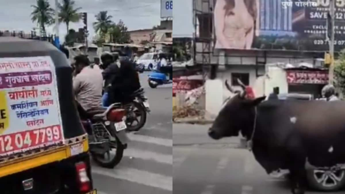 ‘Don’t Move Forward’: Pune Police’s Traffic Rule Reminder Features An ‘Obedient’ Cow