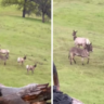 This California Donkey Went Missing 5 Years Ago.  It’s Thriving With An Elk Herd Now