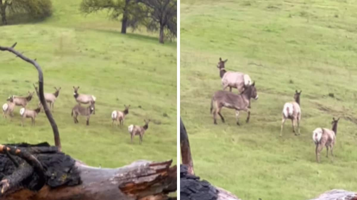 This California Donkey Went Missing 5 Years Ago.  It’s Thriving With An Elk Herd Now