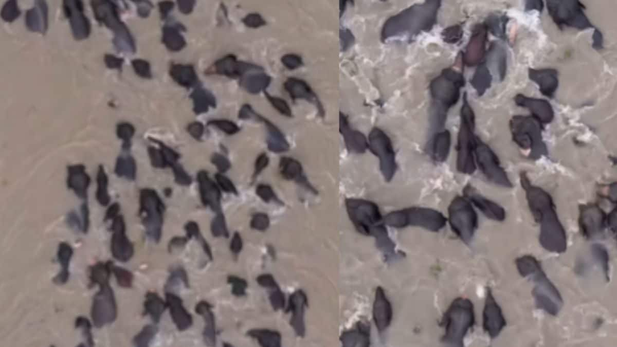 Watch: Elephants take over Brahmaputra river in this stunning aerial footage