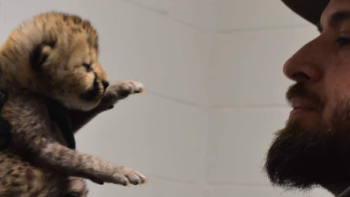 Watch: Cheetah Cub Finds New Home At Cincinnati Zoo, Internet Is Happy