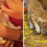 Watch: Pune-Based Company Holds ‘Naamkaran’ Ceremony For Rescued Cat