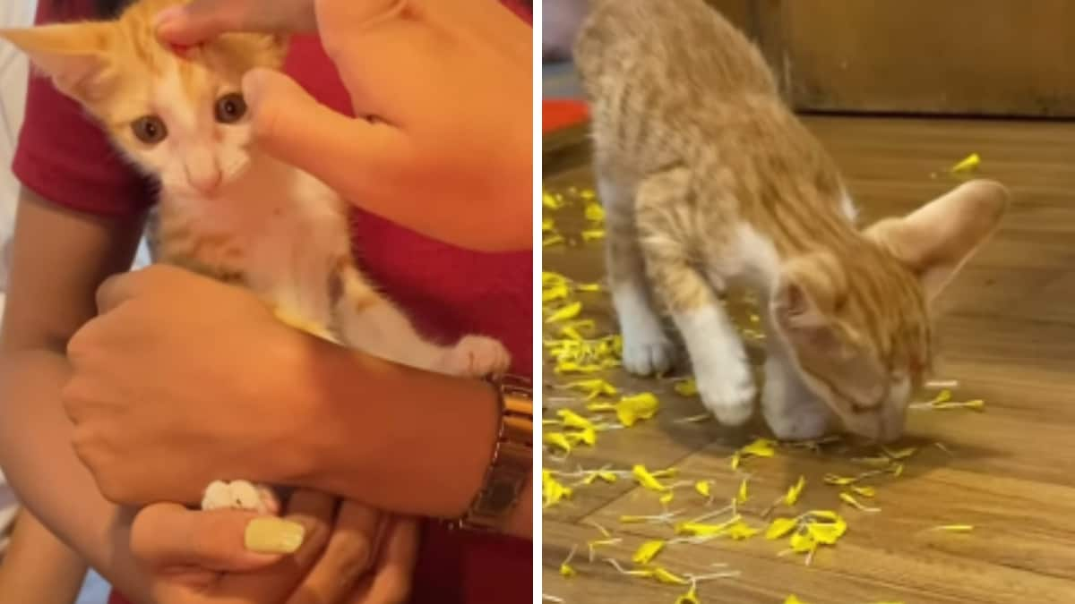 Watch: Pune-Based Company Holds ‘Naamkaran’ Ceremony For Rescued Cat