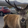 Beloved Highland Deer Put Down After Tourists Feed Him Junk Food