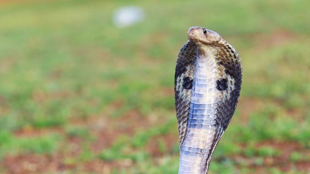 Nearly 30 Cobras Emerge from Sweet Shop in Bihar’s Kishanganj District