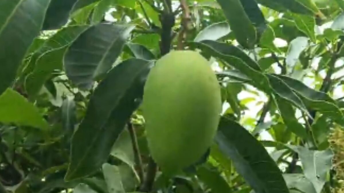 In Bihar’s Darbhanga, Man Grows Mangoes in His Orchard All Year Round