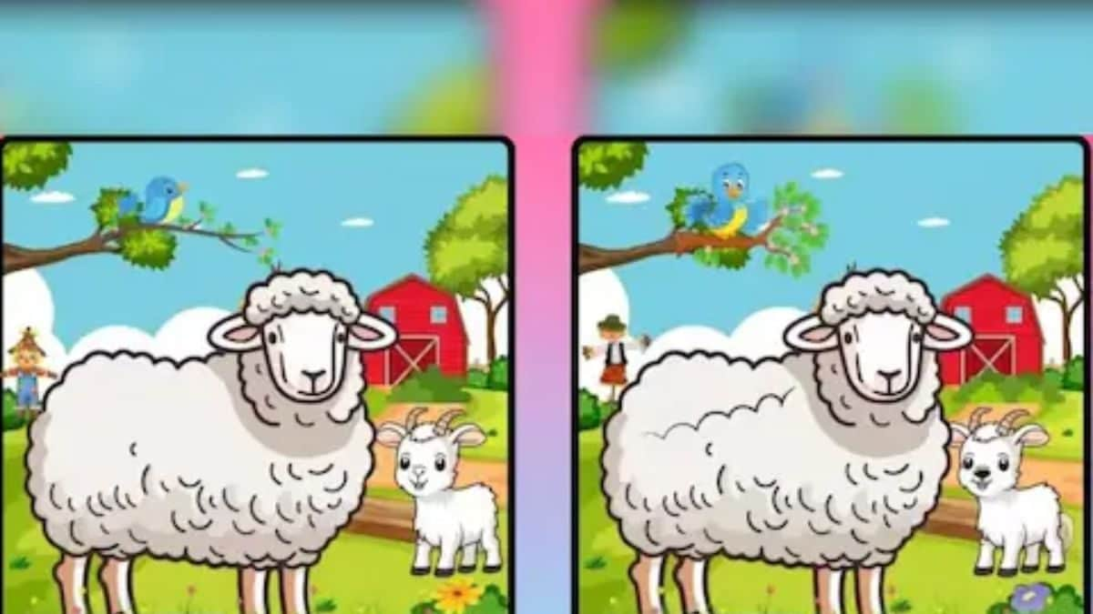 Spot 7 Differences In This Sheep Lamb Portrait In 15 Seconds