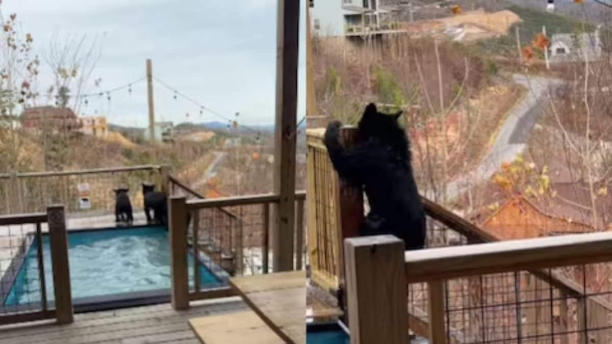 Watch: Bear Cubs Take A Dip In A Hotel Swimming Pool