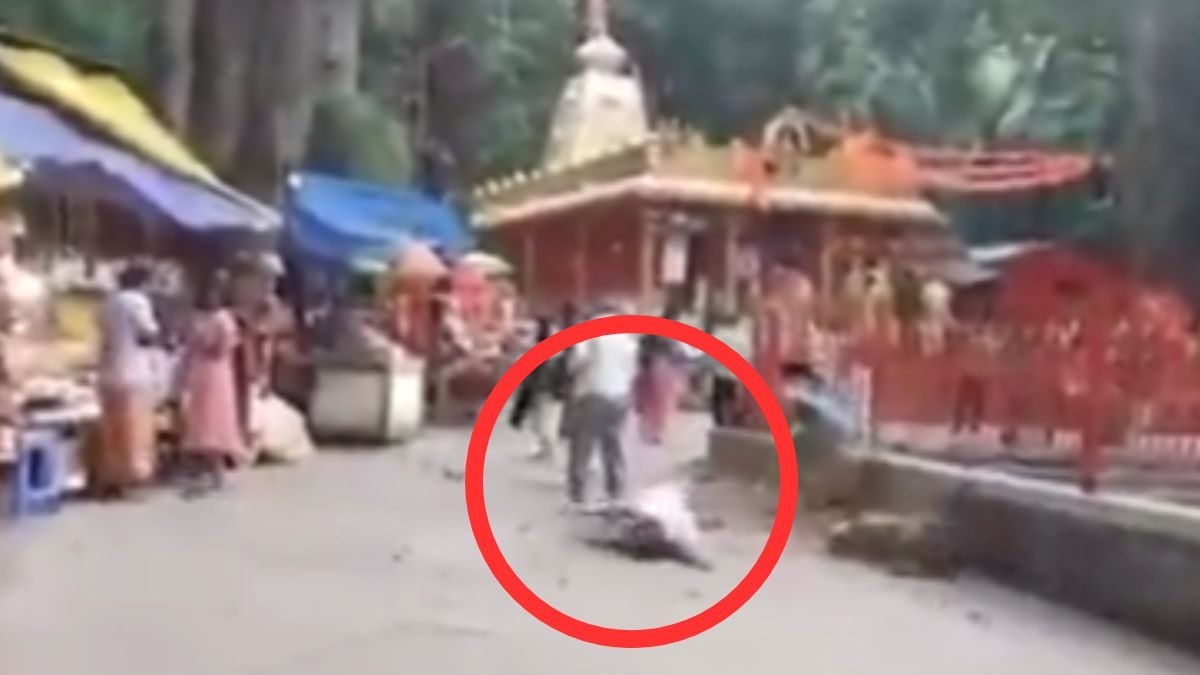 Woman Critically Injured After Tree Falls on Her at Andhra’s Tirumala Temple, Scary Video Surfaces