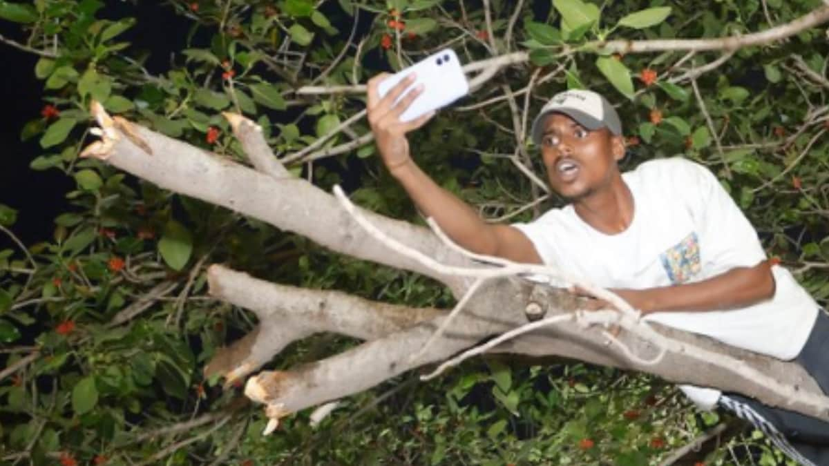 Fan Climbs Tree To Watch Team India’s Victory Parade.  Don’t Miss Virat Kohli, Rohit Sharma’s Reactions