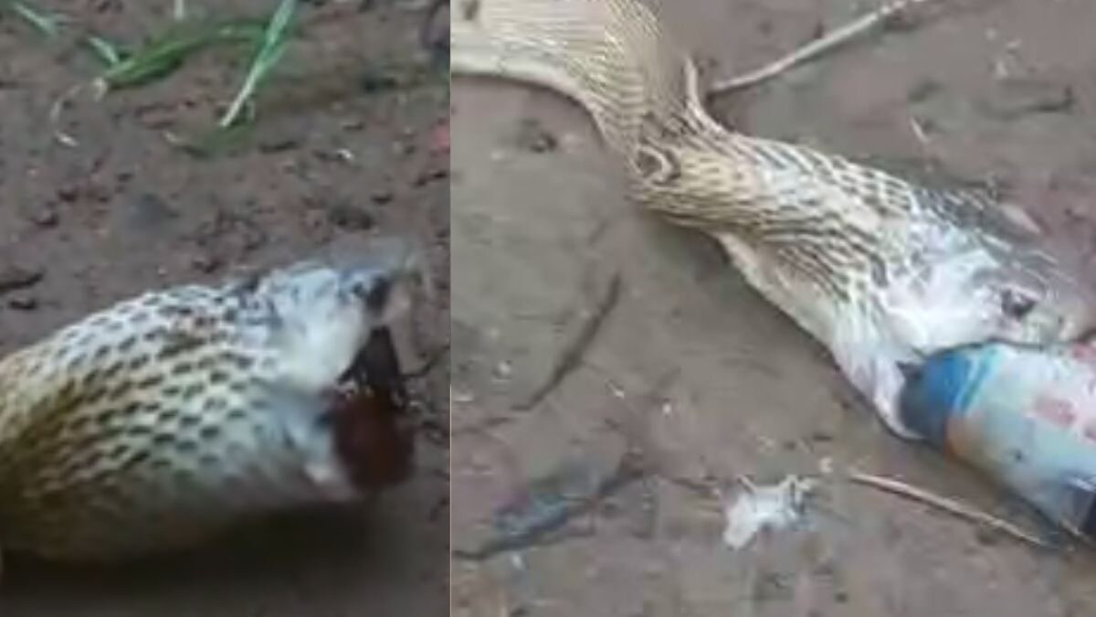 Watch: Cobra Swallows Cough Syrup Bottle In Bhubaneswar, Internet Salutes Rescue Team