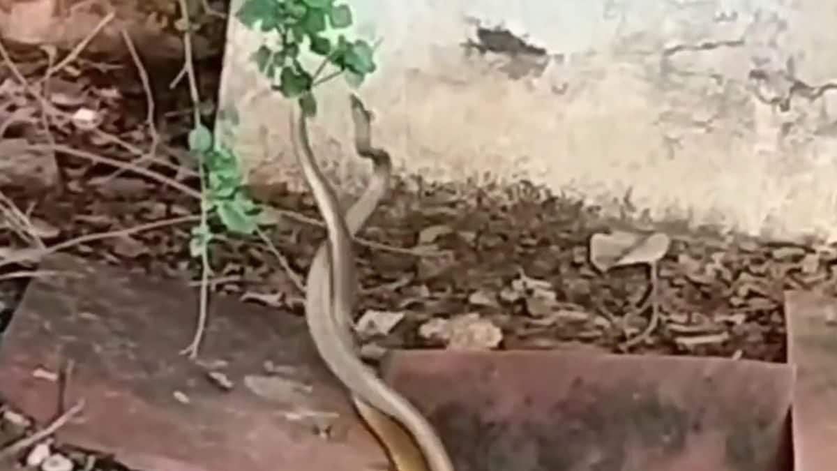 ‘Snake Dance’ Creates Sensation at Agra Hospital;  Viral Video Captures Unusual Scene