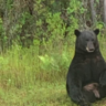 Florida Police Urge Locals To Stop Taking Selfies With ‘Depressed’ Black Bear