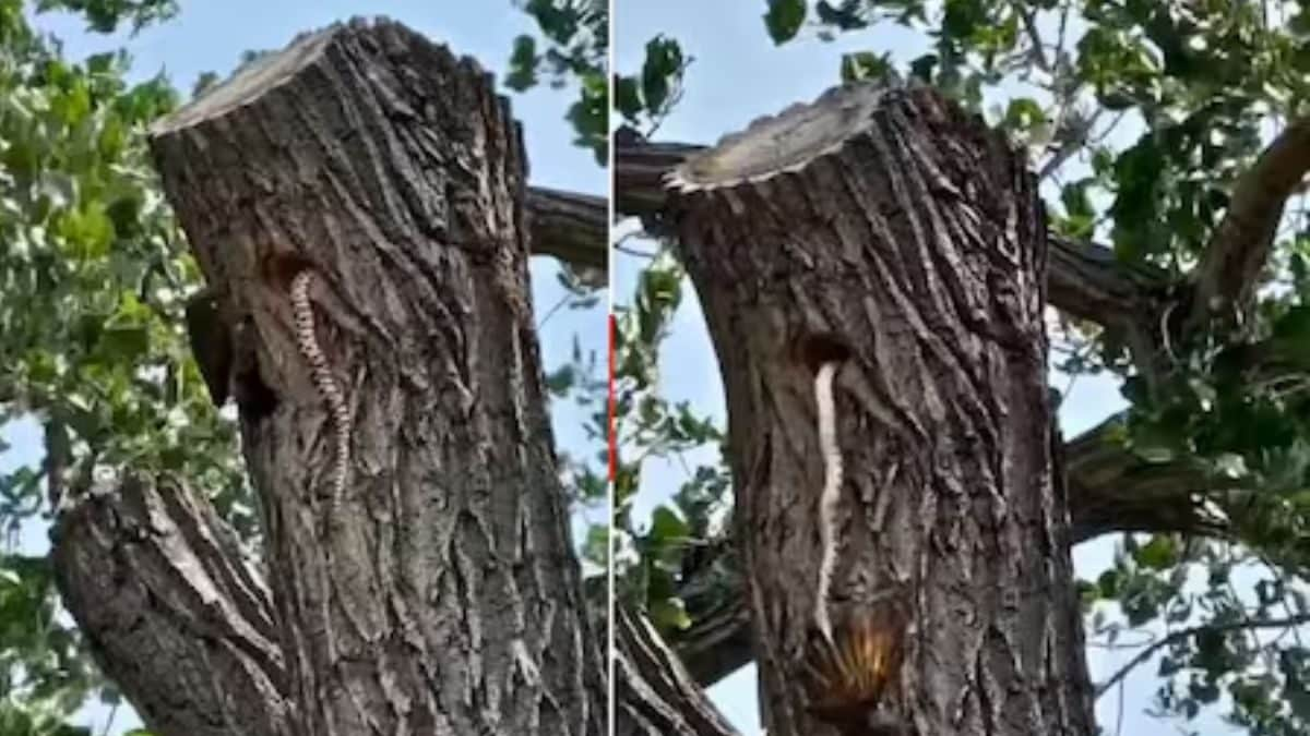 Watch: Northern Flicker Bird And Snake’s Wild Encounter Will Give You Goosebumps