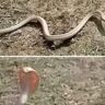 Rare White Cobra Spotted in UP: Potential Sign of Ecosystem Change;  Here’s What Researchers Say