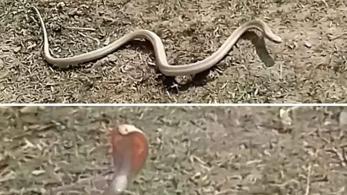 Rare White Cobra Spotted in UP: Potential Sign of Ecosystem Change;  Here’s What Researchers Say